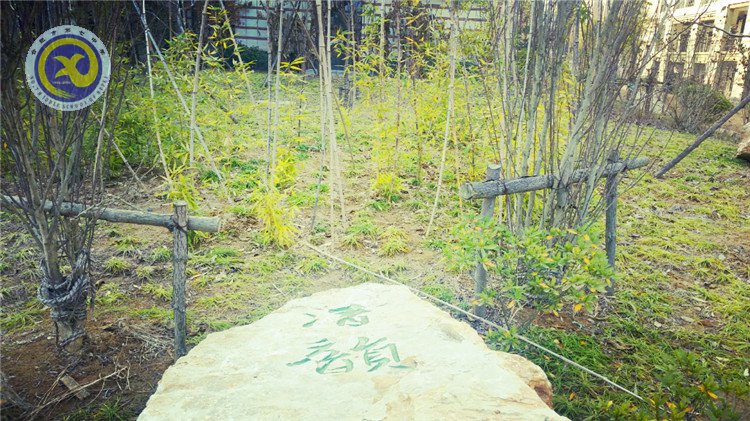 雪园“石头记”,最美是气质(图6)