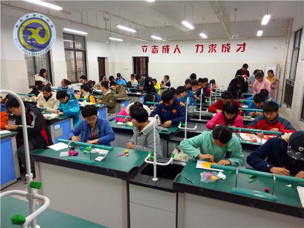 制作生物模型 体验生命奥秘(图3)