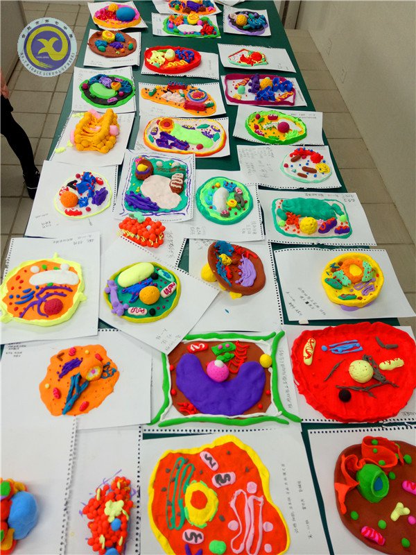 制作生物模型 体验生命奥秘(图4)