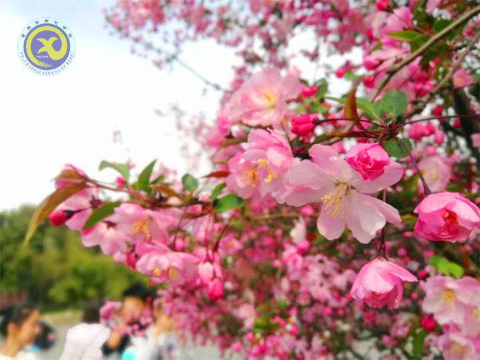 春风依旧,又是一年桃花香(图2)