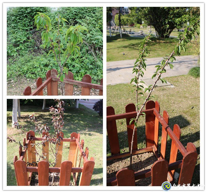 十年树木育桃李   静待花开果满园(图2)