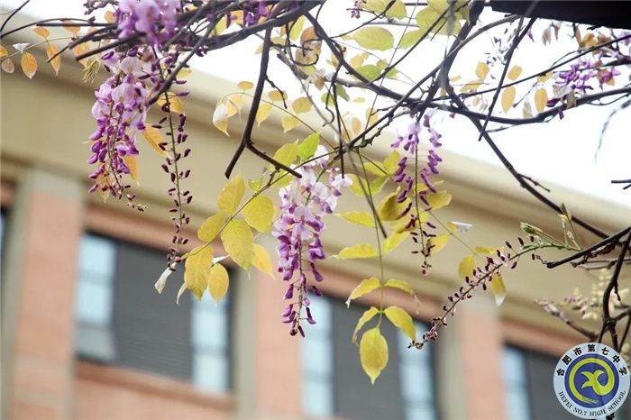 蔷薇花开的路口,毕业留影不言愁(图2) 蔷薇花开的路口,毕业留影不言愁(图2)