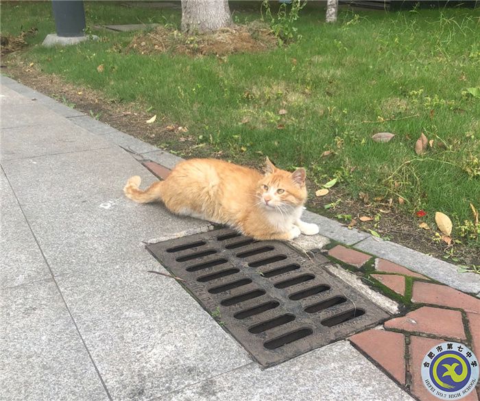 校园小猫 杨可盈.jpg 校园小猫 杨可盈.jpg