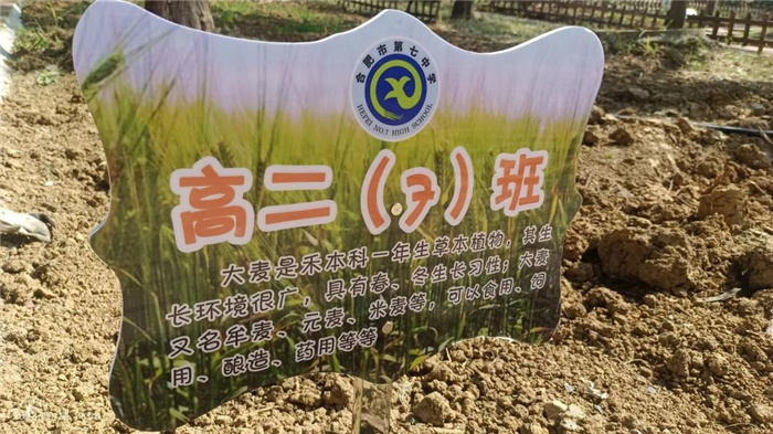 大麦5.jpg 大麦5.jpg