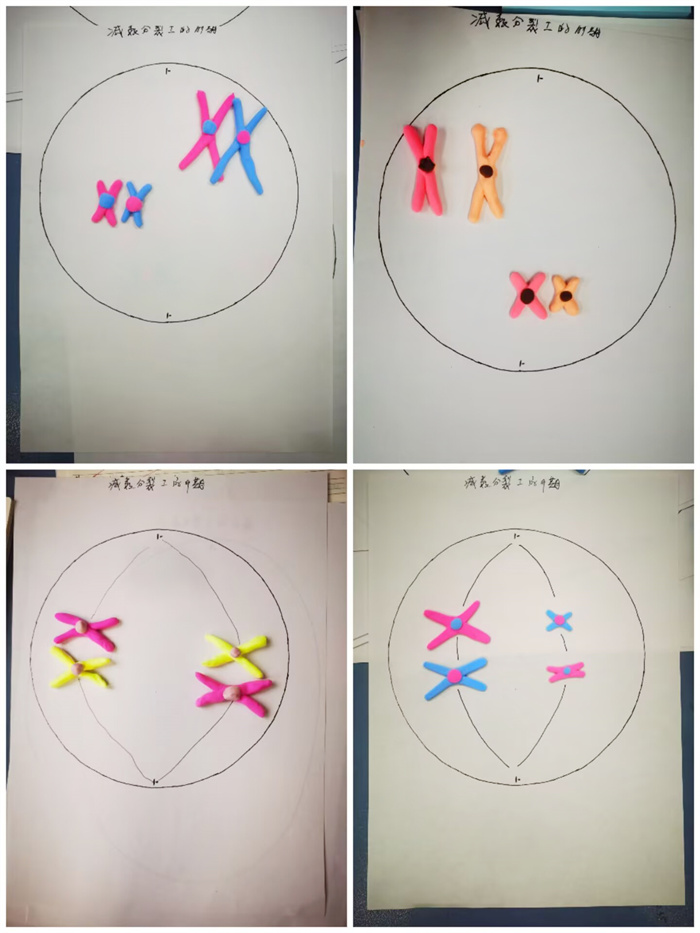 黏土、吸管变 “教具”：合肥七中生物实践课让遗传 “看得见”(图2)