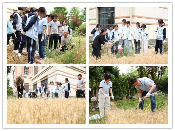 割小麦.jpg 割小麦.jpg